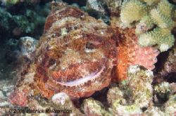 A rare sighting of the PSCS2 "Happy Scorpionfish". Maui, ... by Patrick Reardon 
